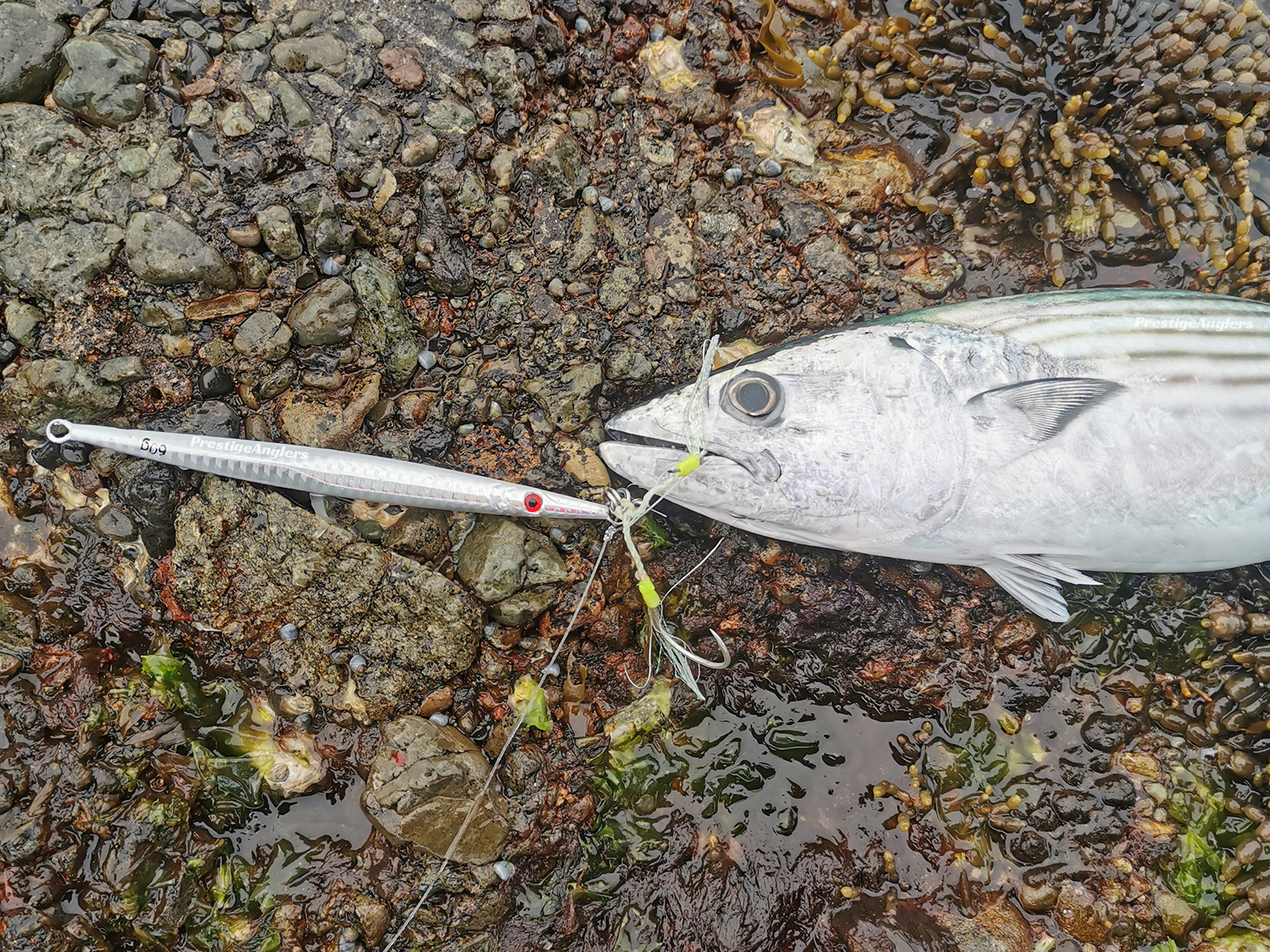 Fishing with Meta Vibe 10g