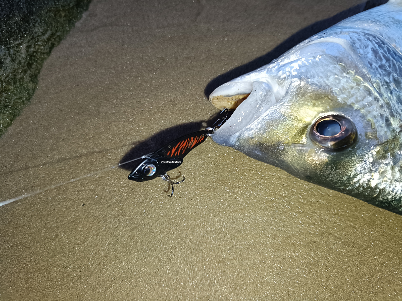 Angler holding fish caught with Meta Vibe