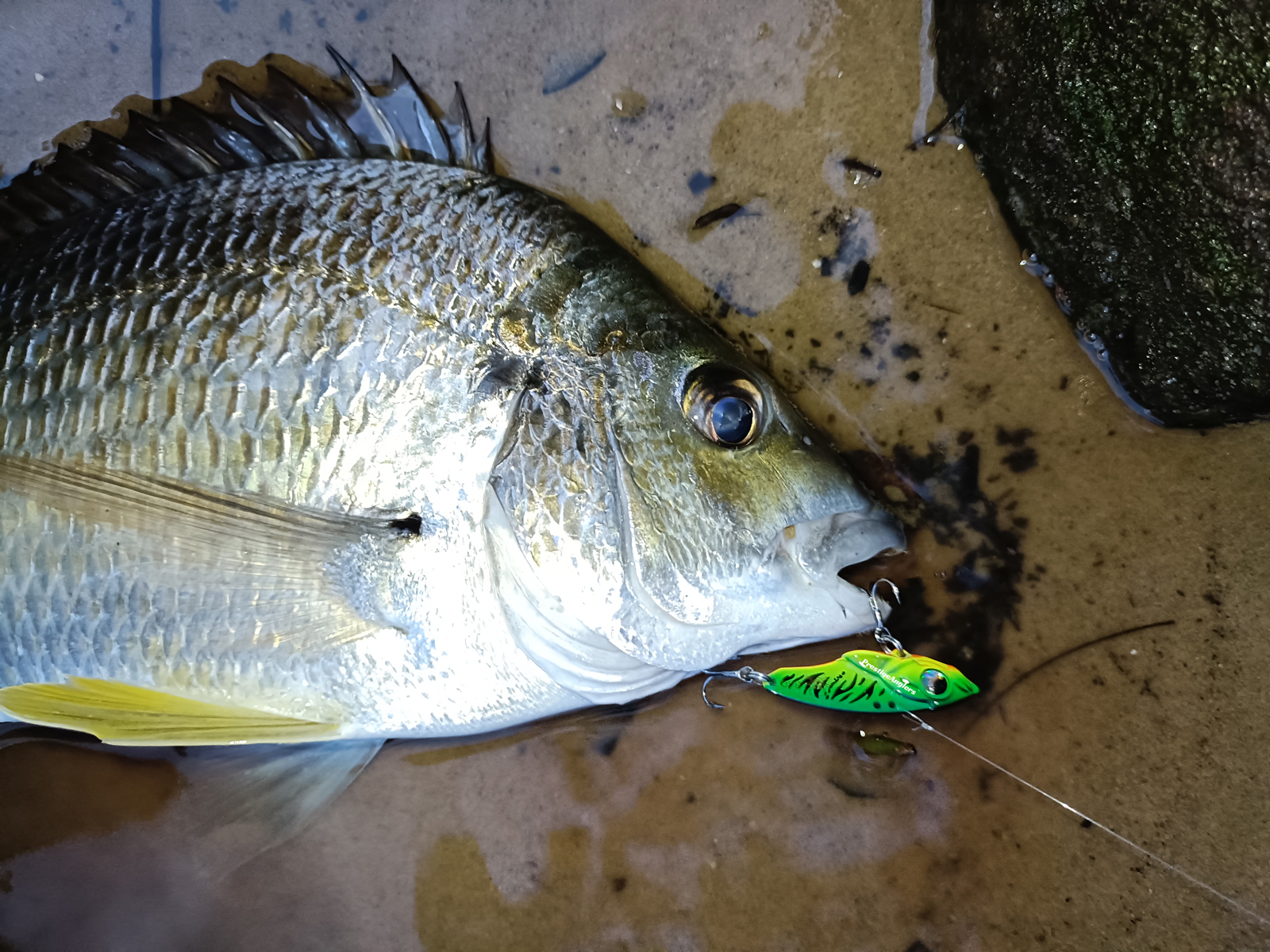 Fishing with Meta Vibe 10g
