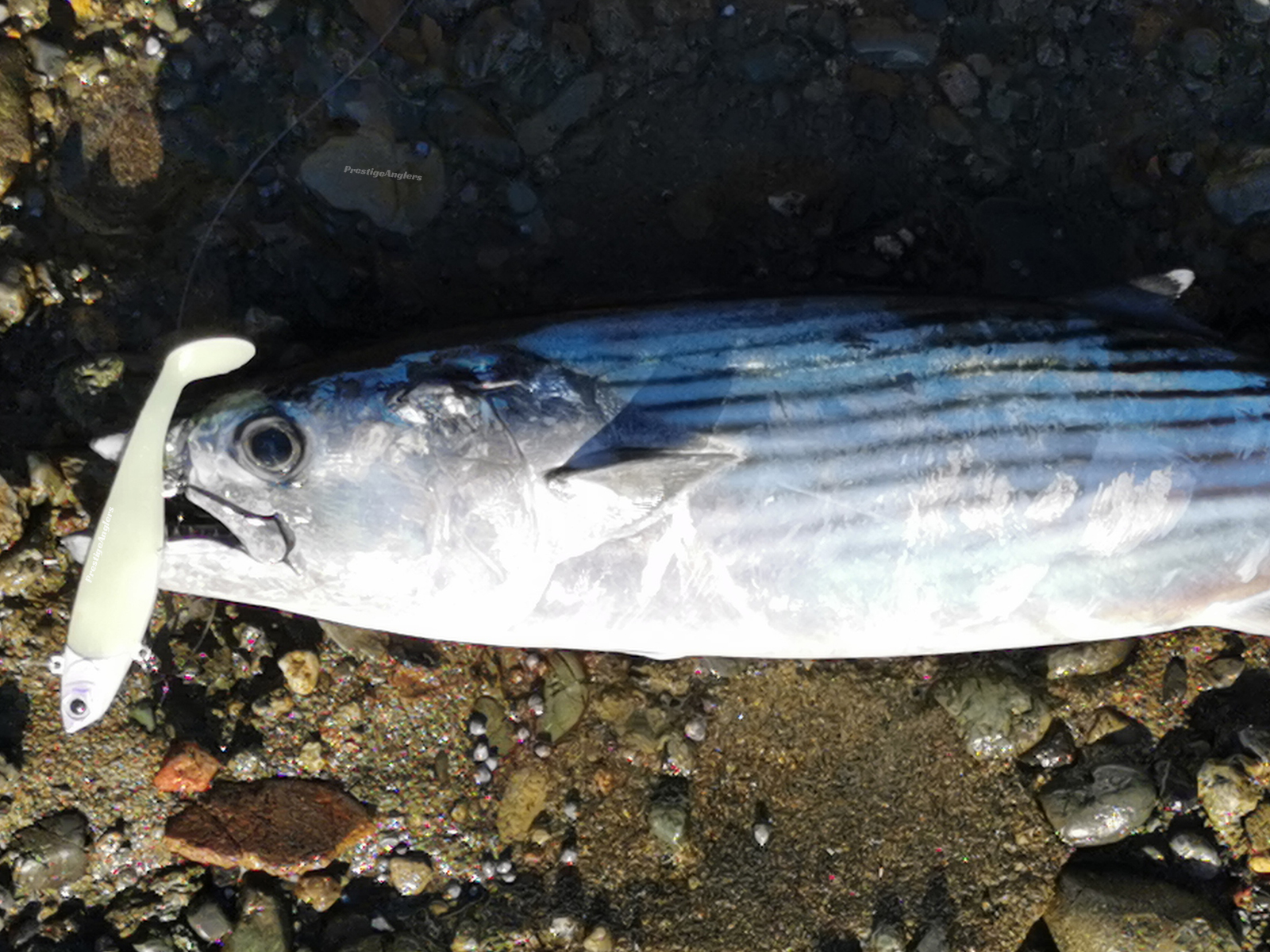 Benito Caught on Reaper Soft Vibe Paddle Tail 110 Lumo