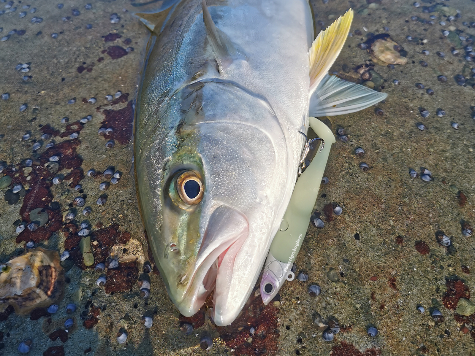Kingfish Caught on Reaper Soft Vibe Paddle Tail 110 Lumo