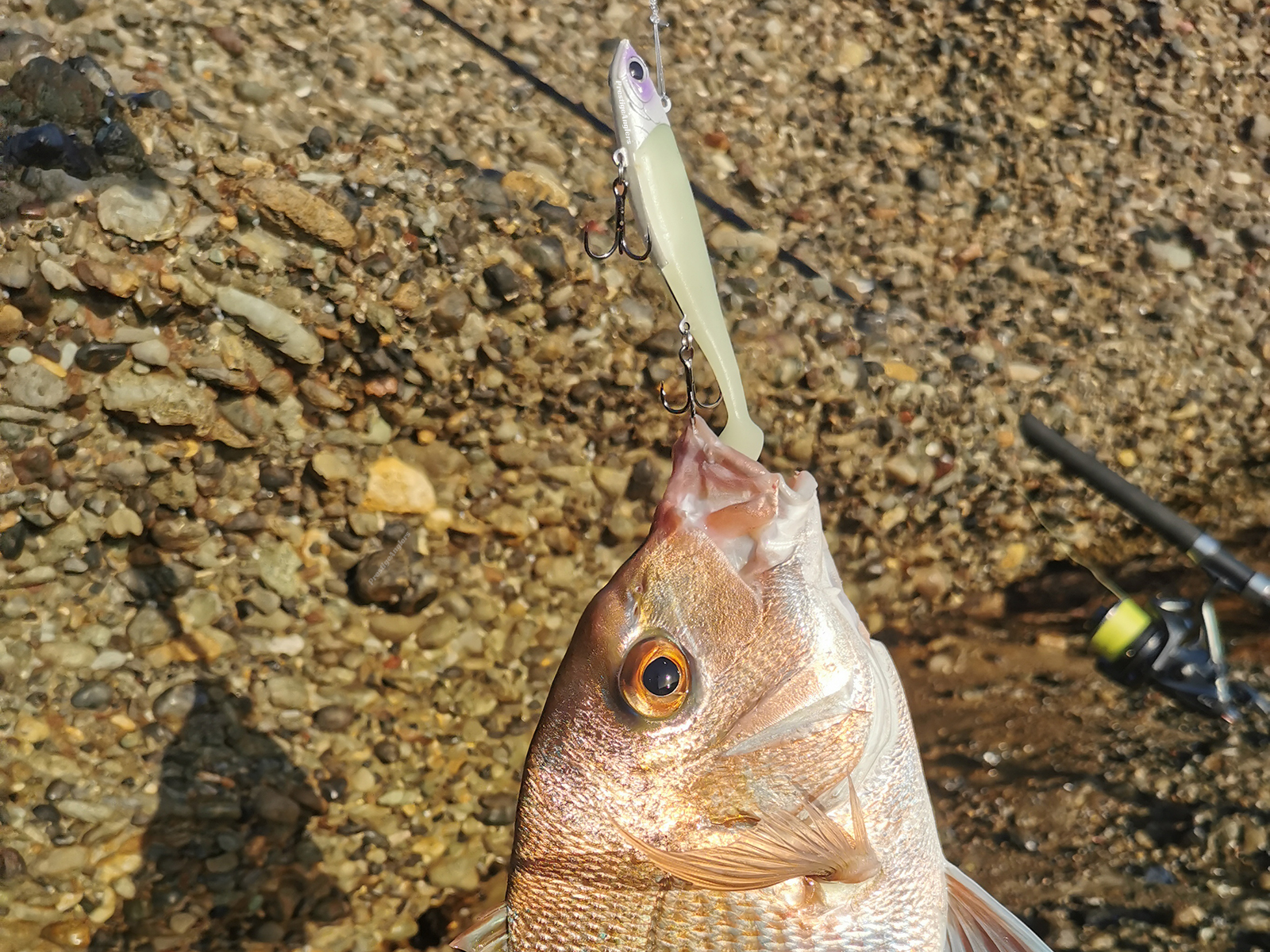 Snapper Caught on Reaper Soft Vibe Paddle Tail 110 Lumo