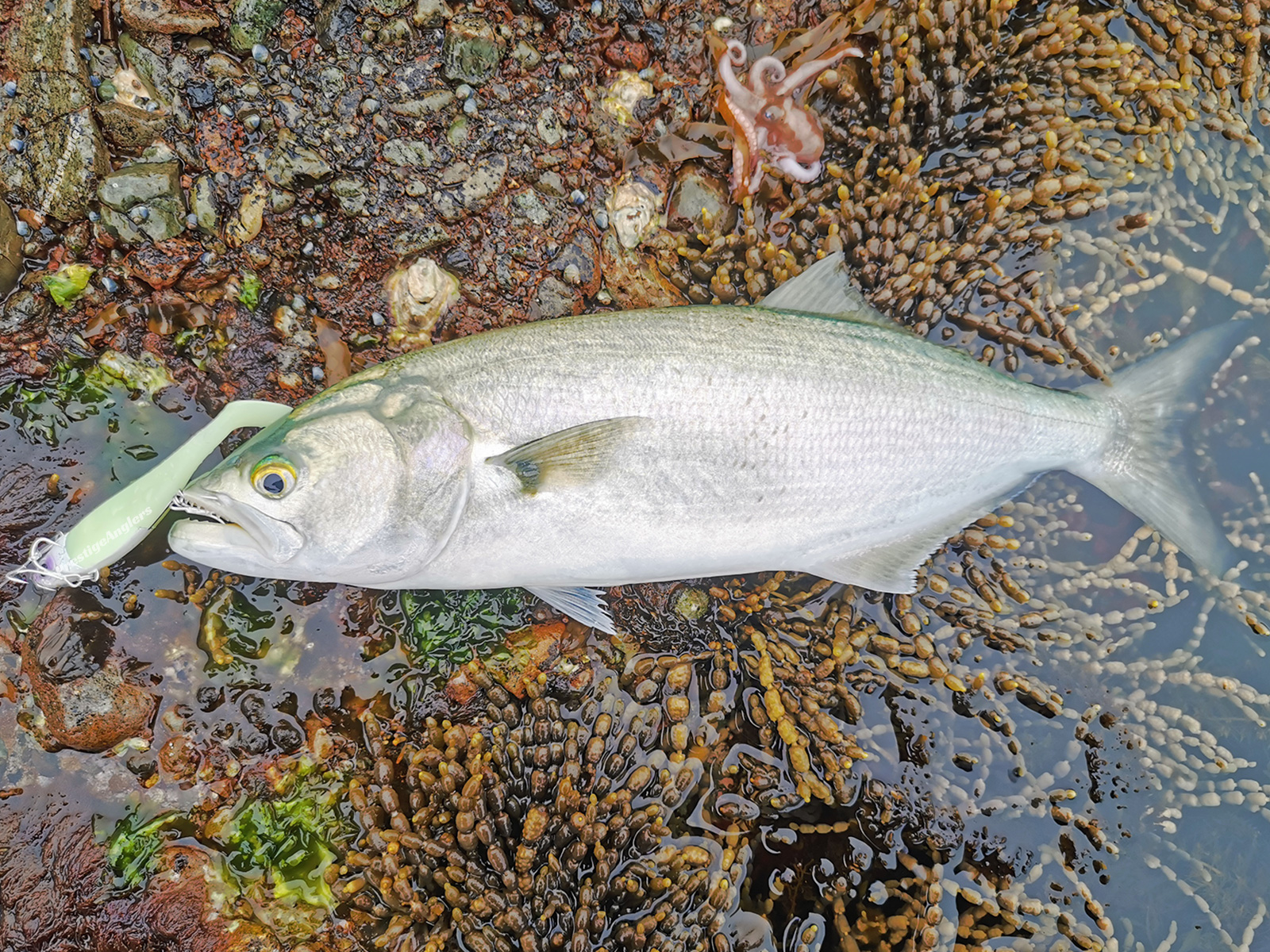 Tailor Caught on Reaper Soft Vibe Paddle Tail 110 Lumo
